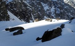 Dauphine_1_005_v1_small